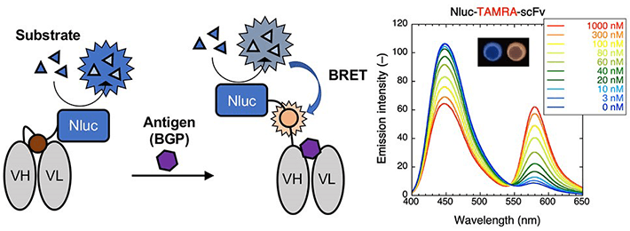 Figure 1 Mechanism for luminescence and emission spectra for the TAMRA-labeled BRET Q-body The enzyme "Nluc" is added to the Q-body forming a Bret Q-body. Luminescence is observed upon antigen binding. To the right, emission spectra in the presence of the substrate of the BRET-Q body labeled with the fluorescent dye TAMRA-C5-mal can be observed. The inset shows the change in color observed on antigen binding.
