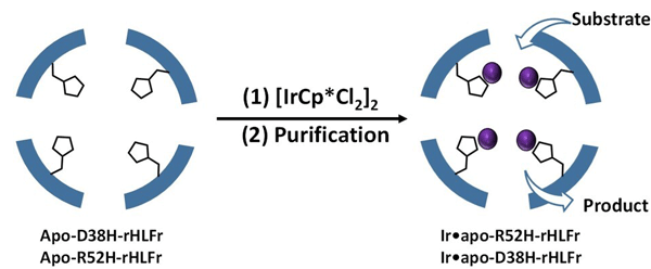 Figure 1 A schematic representation of enhanced iridium complex (IrCp*) uptake by the ferritin bio-nanocage The cage was engineered with amino acid replacements by introducing site-specific mutations that allowed more IrCp* uptake.