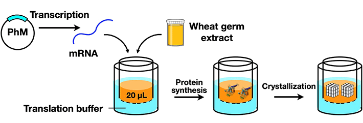 Figure 1 Cell-Free Protein Crystallization (CFPC) Schematic illustration of CFPC process using a wheat germ protein synthesis kit to synthesis polyhedrin monomer (PhM) which was further crystallized to nano-sized polyhedra crystals.