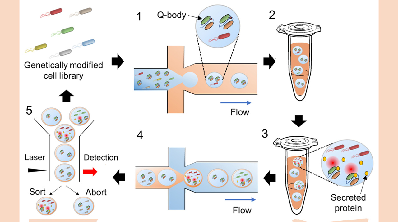A Novel High-Throughput Method for Screening Protein-Secreting Microbial Strains