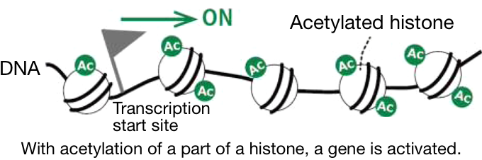 With acetylation of a part of a histone, a gene is activated.