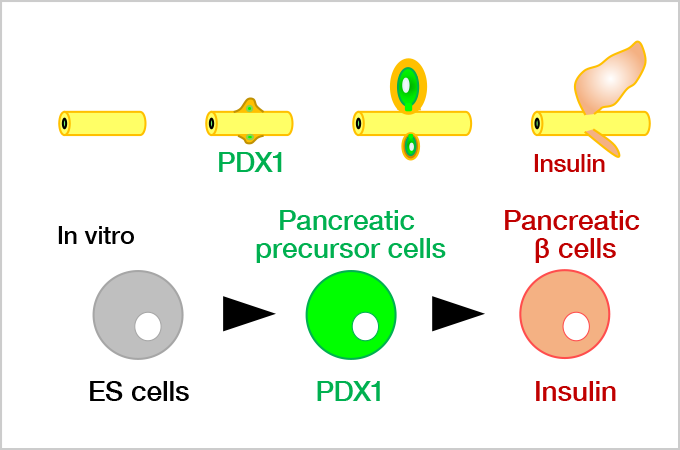 Figure 2. Induced differentiation from ES cells to pancreas