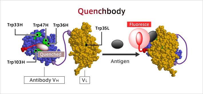 Q-body:  An antibody whose fluorescence is enhanced by antigen binding   The antigen can be detected with high sensitivity by mixing with the sample.