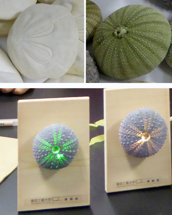 Online Parent-Child Science Class C Observe sea urchin shells and make a lamp