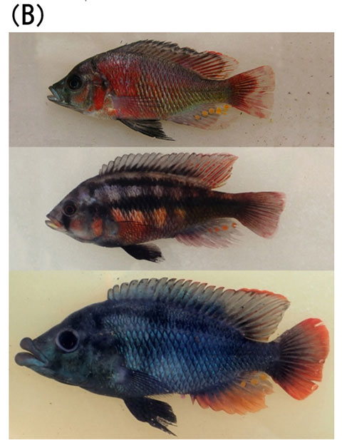 1. BоǥΥigʩӥȥꥢbåɡϤLithochromis rufus, Haplochromis sauvagei, H. chilotes3N15,000ǰ˹ͨȤmɢˤäƷֻƤOƽFʷNˤ⤫餺奵ɫΑBǤʤϢhǤ롣