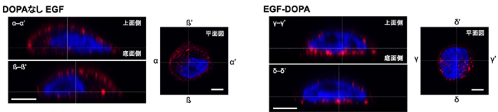 4 EGF-DOPA̶ϤǤμ̼ α-αβ-βγ-γδ-δϤ줾졢ƽʾ줿wδֱɫEGFˤäƴ̼줿Ĥ壨ữEGF壩ɫϺˤʾƤ롣ȤDOPAΤʤͨEGFǤϼĤȫEGF̼wֲƤ뤬҂ȤEGF-DOPAϤǤEGF̼wײ˼ФƤꡢEGF-DOPAν椫鼚̼Ƥ뤳Ȥ֤롣`Щ`5ޥ`ȥ루µm1 µm1,000֤1 mm